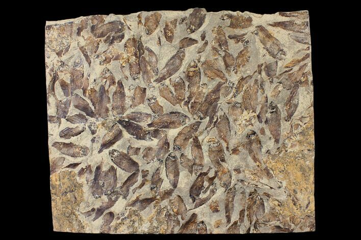 Fossil Fish (Gosiutichthys) Mortality Plate - Lake Gosiute #130100
